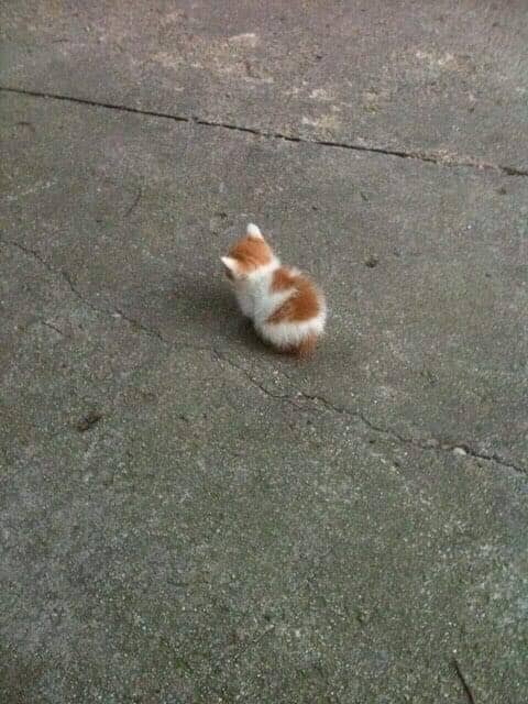 ++ Ngga... Ngga ngambek kok...