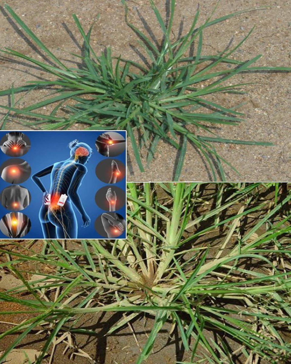 Goose grass is a miraculous grass that can detoxify your body, liver, and kidneys. It also has anti-inflammatory properties, which can reduce joint pain and arthritis. To use it, wash a handful of grass in water and boil it in 250 mL of water for 20 to 30 minutes. Strain and