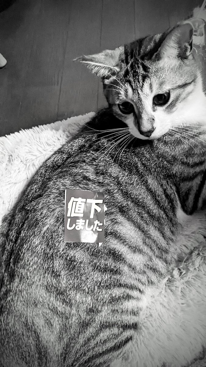 F.Nakajima (@focus_saion) on Twitter photo 