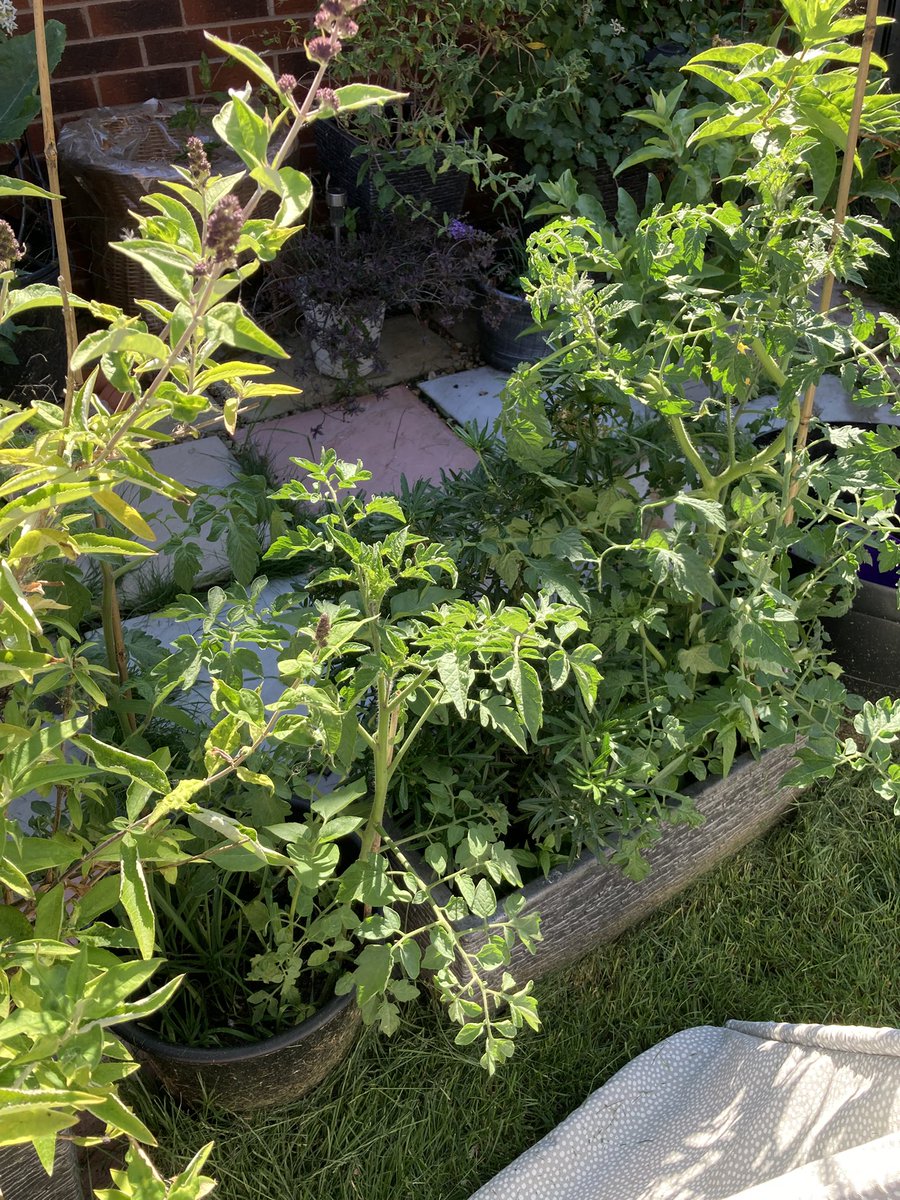 Tomatoes beginning to really take off 👍🌞🍅 #fruit #veg #vegetables #tomatoes #growyourow #gyo #gardening