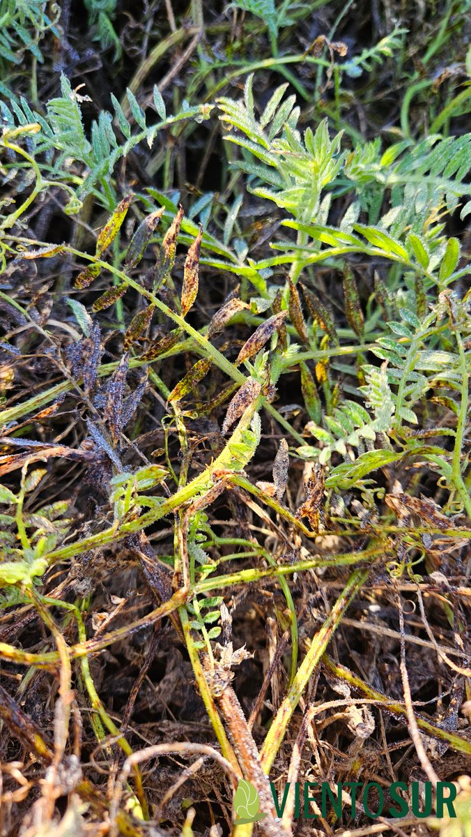 Ramularia en vicia 🌱 de cobertura,  este año con condiciones muy favorables para el avance de la enfermedad. Siempre buscando el equilibrio entre que el cultivo cumpla su rol, usar menos agroquimicos y no aumentar el costo del cultivo de cobertura.
#rotaciones
#yomonitoreo 🧐