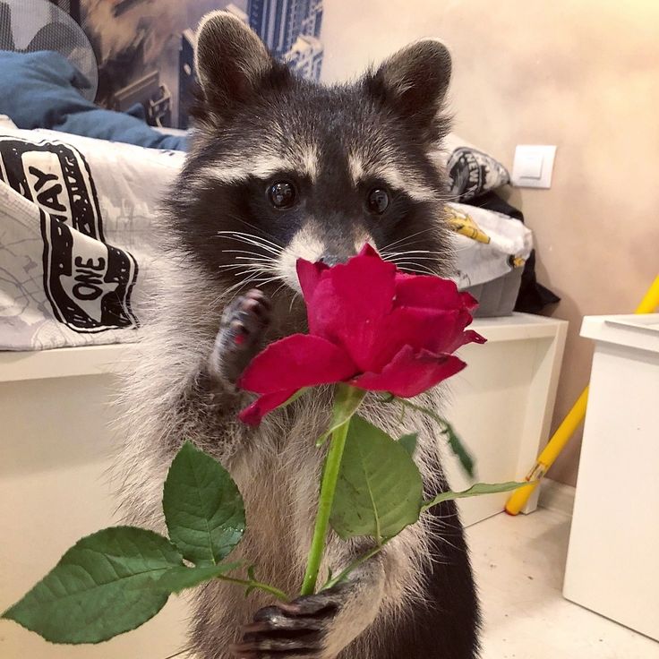 🌳★ʀᴀʏ-ɴᴏᴏᴋ🎩🔸★|🦝|ラクーン🫰🏻 tweet media