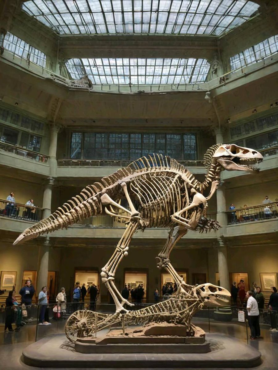 Ivy14521's tweet image. Fascinating dinosaur skeletons in a grand museum hall, history frozen in time, educational and awe-inspiring, showcasing prehistoric life.#MuseumTour