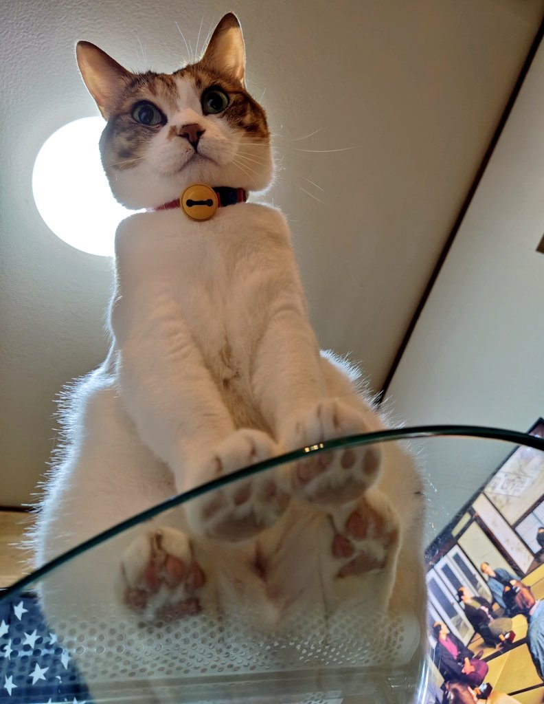 simmon cat&pearl ring 猫 にゃんこ 肉球 nyaoko on X: 