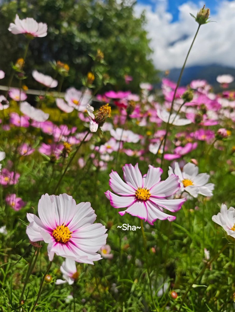 ❤️HAPPY NEW WEEK❤️
Raise your words, not your voice
It is rain that grows flower, not thunder💕
🌸Rumi🌸

Bloom like a flower, the world needs your beauty💕 

🇲🇾❤️~Be kind for no reason😘