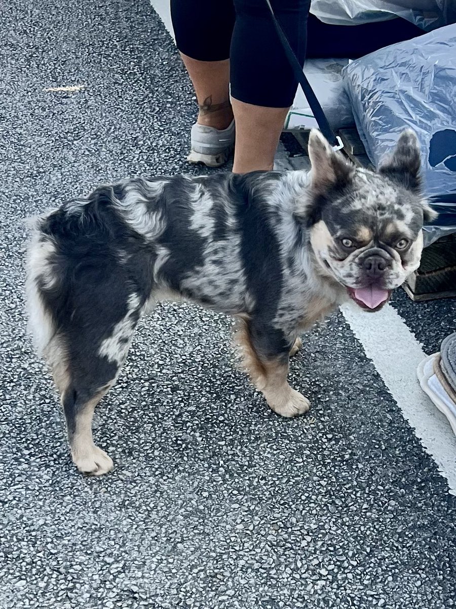 Кто в орнитологии силён? Что за зверь?