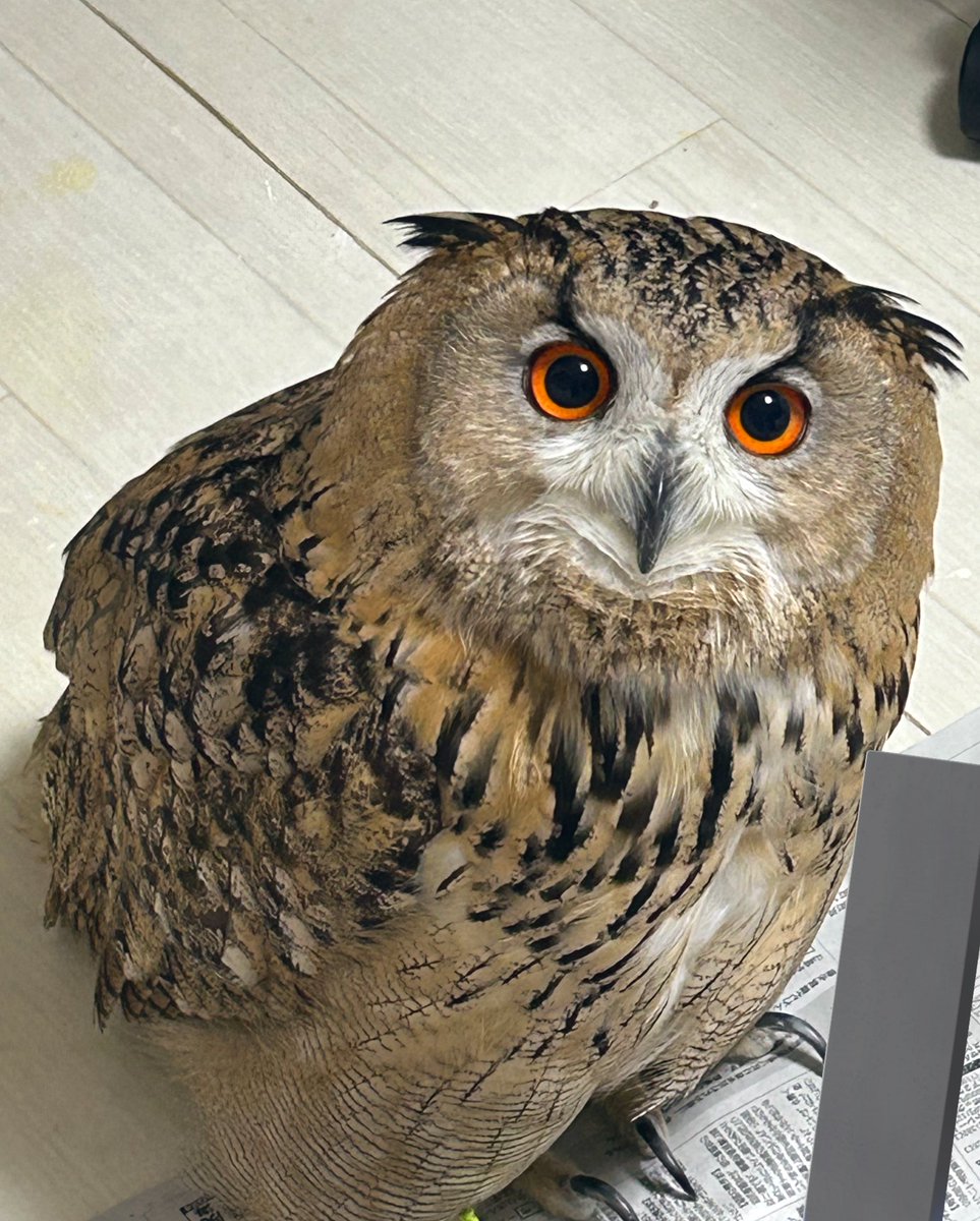 IrtBii's tweet image. ✨️🦉