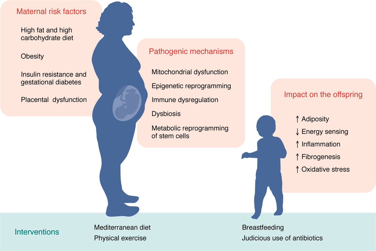 Journal of Clinical Investigation (@jclinicalinvest) on Twitter photo ICYMI:
MASLD incidence is rising in children, and its features differ from adult MASLD in important ways: jci.org/articles/view/…
<a href="/TheLiverPost/">Jeff Schwimmer</a>, <a href="/SudhaBiddinger/">Sudha Biddinger</a>, and <a href="/SamarHIbrahimMD/">Samar Ibrahim</a> review the epidemiology, perinatal influences, genetics, and distinct zonation patterns of ICYMI:
MASLD incidence is rising in children, and its features differ from adult MASLD in important ways: jci.org/articles/view/…
<a href="/TheLiverPost/">Jeff Schwimmer</a>, <a href="/SudhaBiddinger/">Sudha Biddinger</a>, and <a href="/SamarHIbrahimMD/">Samar Ibrahim</a> review the epidemiology, perinatal influences, genetics, and distinct zonation patterns of