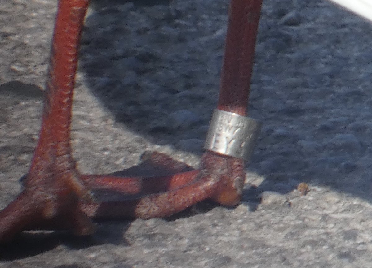 “Salty” the 12 year old BHG is back in Guiseley McDonalds car-park 😀

EY37615 was ringed by Tees Ringing Group as a nestling, sex unknown on 21-Jun-2013 at Saltholme, near Teesmouth, Stockton-on-Tees, UK

#GullOfTheDay #GullsOfGuiseley 
#Chroicocephalus #ridibundus