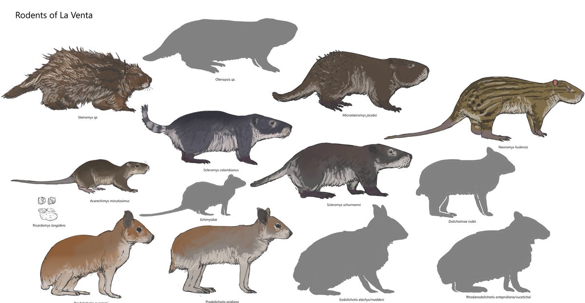 La Ventan fauna rodents