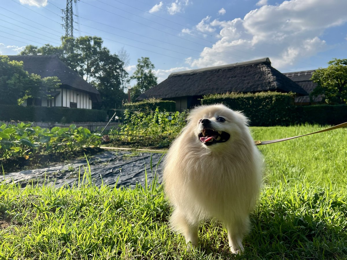 夕方、御先祖様を迎え入れるお盆の初日
「盆迎え火」🙏🔥
地域により期間も手法も異なり
東京＆近隣県＝7月13日〜16日(7月盆・新盆)
関西など＝8月13日〜16日(8月盆・旧盆・月遅れ盆)
📸埼玉県浦和くらしの博物館民家園で、先人を偲びパチリ✨
台風🌀バイバイ👋バイバイきゅーん‼️🐶💦
