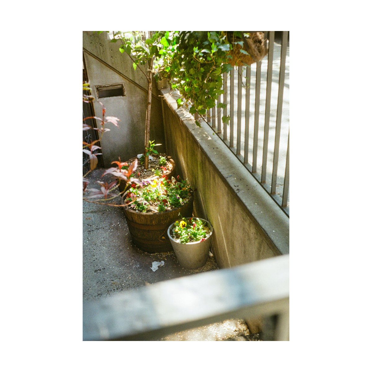 showmeNY2's tweet image. OLYMPUS Trip 35
KODAK Ultramax 400