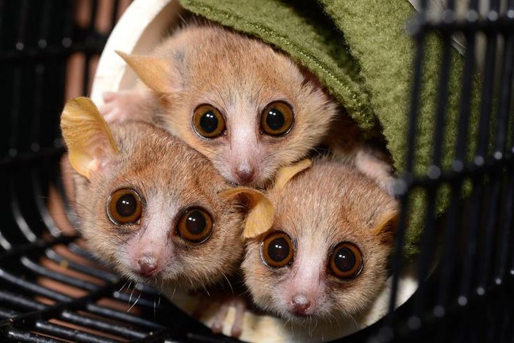 treemissions's tweet image. Did you know that Madagascar is home to over 100 species of lemurs? These adorable primates are found nowhere else on Earth! It's like the island of Madagascar decided to host a lemur-only party and didn't invite the rest of the world. Talk about exclusive!