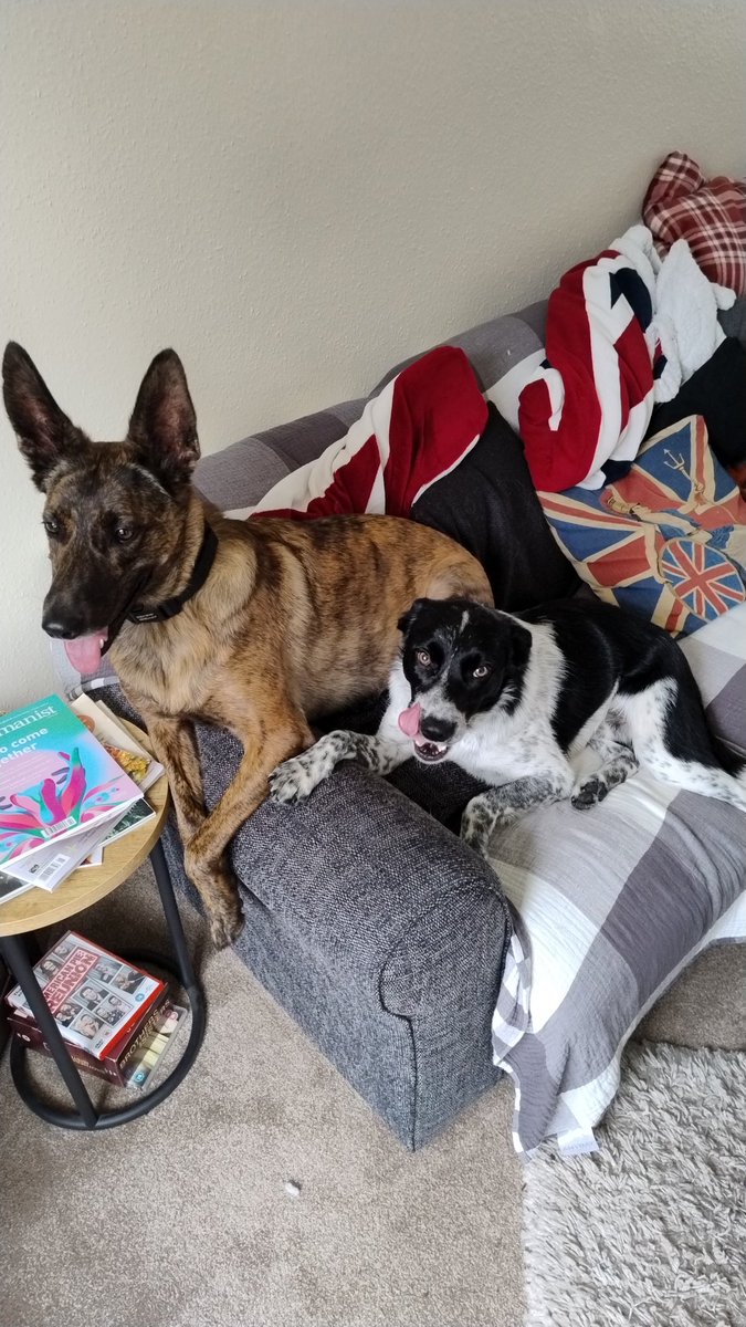 Scotty (@cfscotty3) on Twitter photo It's DOGS!! We adopted Smoke from <a href="/DT_Canterbury/">Dogs Trust Canterbury</a> yesterday, after fostering him beforehand. We now have a Smokey and the Bouncy Bandit!! โค๏ธ๐พ๐พ
Welcome home boy!! I'm sure the Roo will teach you all of her scampin' tricks in no time! ๐คฃ
<a href="/DogsTrust/">Dogs Trust ๐๐ถ</a> #Dogs #TeamMali #AdoptDontShop It's DOGS!! We adopted Smoke from <a href="/DT_Canterbury/">Dogs Trust Canterbury</a> yesterday, after fostering him beforehand. We now have a Smokey and the Bouncy Bandit!! โค๏ธ๐พ๐พ
Welcome home boy!! I'm sure the Roo will teach you all of her scampin' tricks in no time! ๐คฃ
<a href="/DogsTrust/">Dogs Trust ๐๐ถ</a> #Dogs #TeamMali #AdoptDontShop