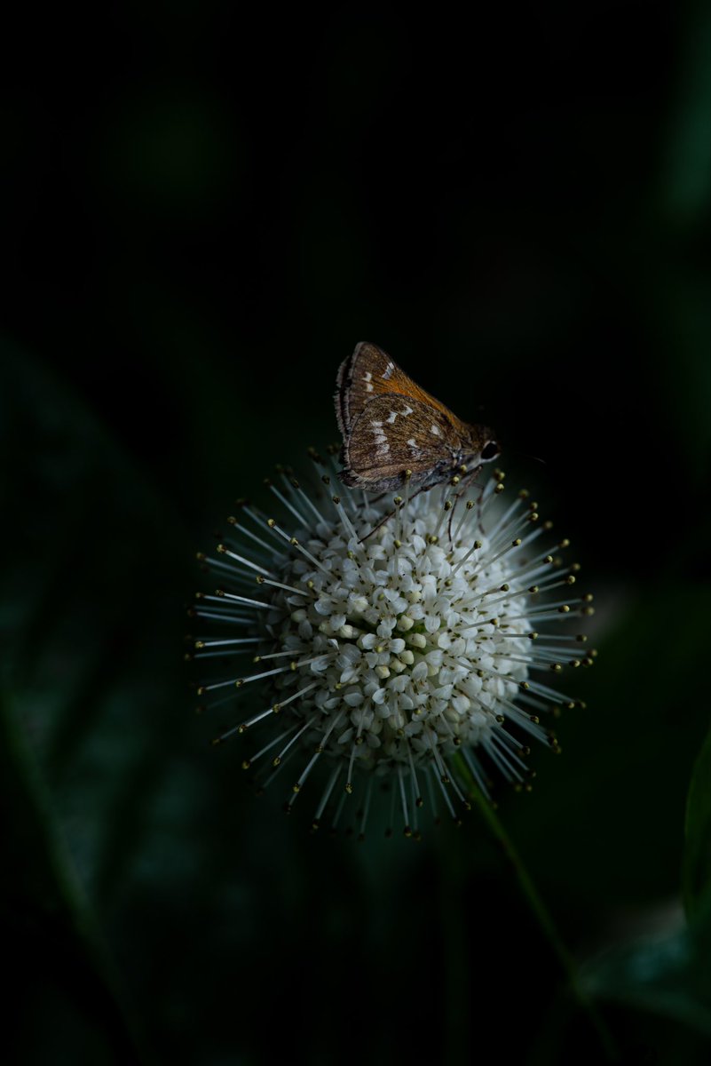 The buttonbush flower is a marvel: tubular florets radiate from a perfect sphere, with long stamens jutting out like viral spikes. It maximizes pollinator access—multiple pollinators can feed at once without seeing each other. No wonder the skipper here loves it.