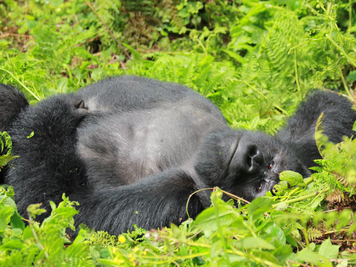Dian Fossey Gorilla Fund (@savinggorillas) on Twitter photo He'll be a silverback, soon! ๐ฆ 
Tebuka is a member of the Pablo gorilla group, and today, he turns 12 years old! This marks an important milestone for Tebuka, as he will start to develop the silver hairs on his back as part of the maturation process.
We hope this is his best He'll be a silverback, soon! ๐ฆ 
Tebuka is a member of the Pablo gorilla group, and today, he turns 12 years old! This marks an important milestone for Tebuka, as he will start to develop the silver hairs on his back as part of the maturation process.
We hope this is his best