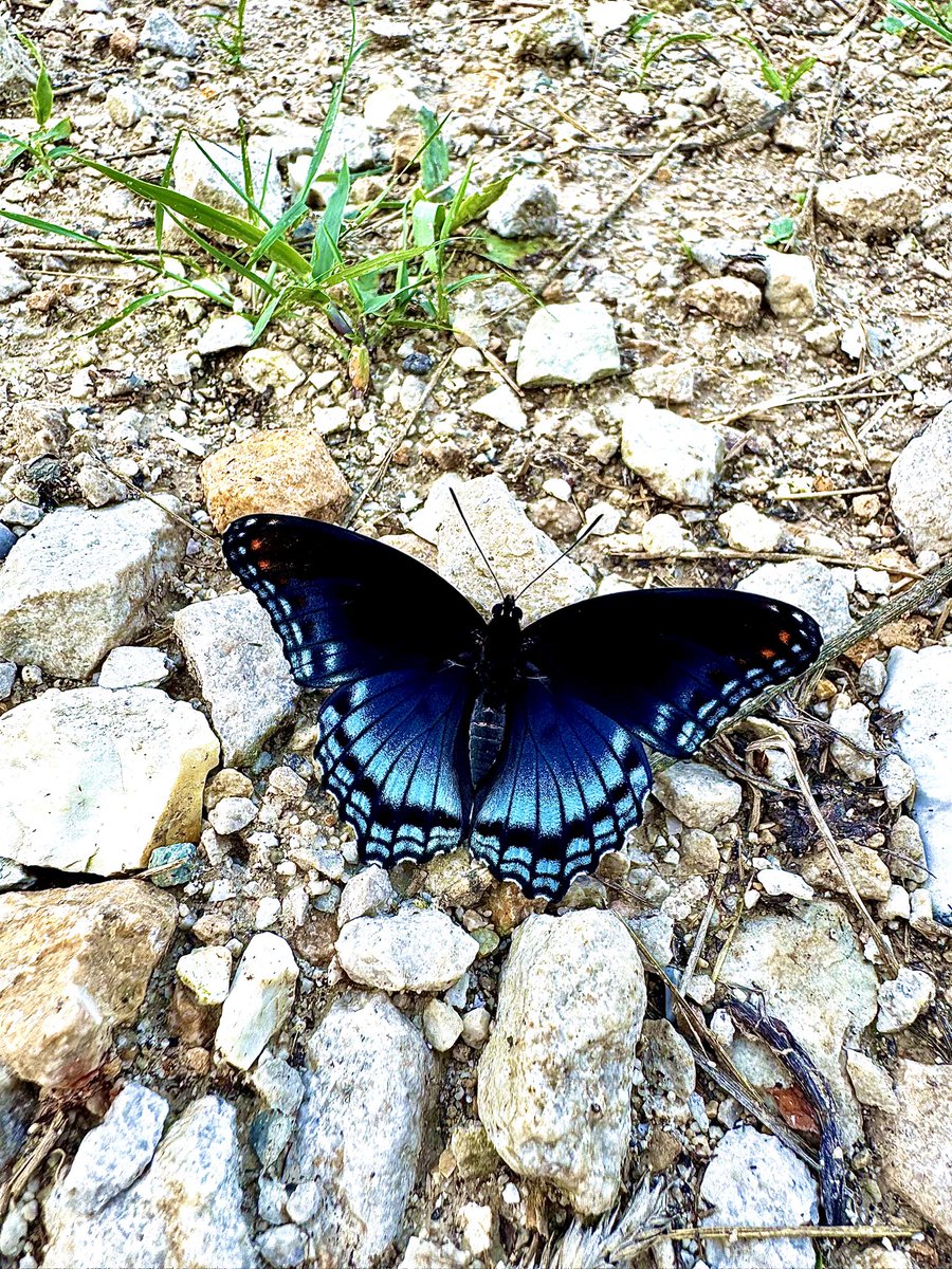 Dan Maggart tweet media