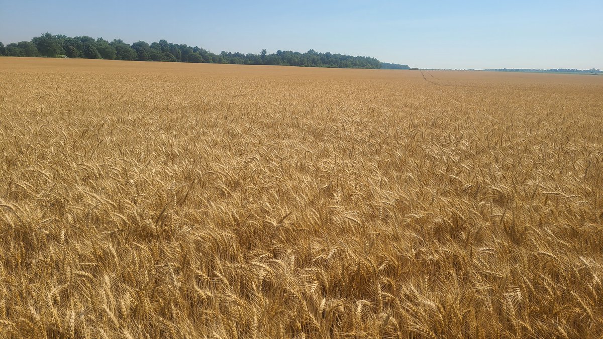 Look what will be out soon🌽. And the wheat is almost ready too. Glad to have gotten a bit of rain this morning. The crops sure like it.