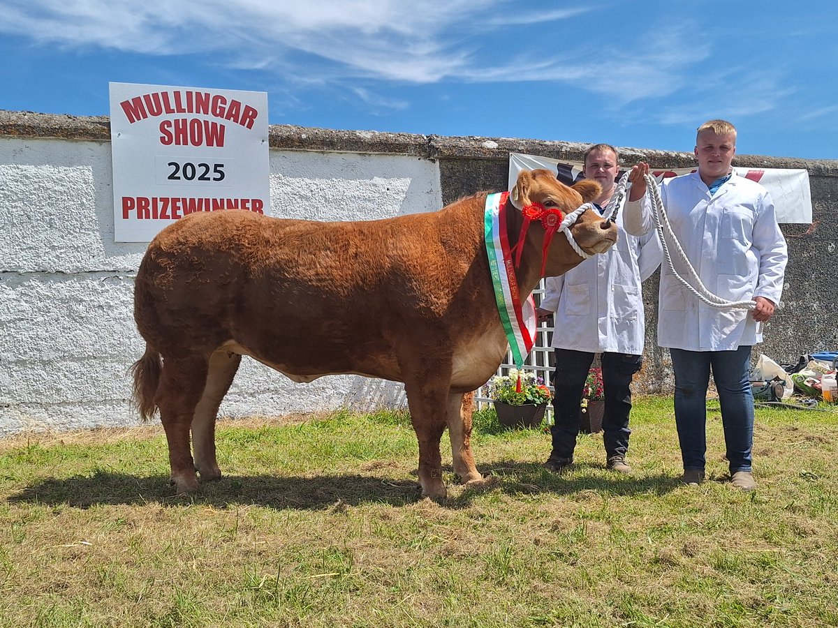 Taking home the first prize ticket in the beef to the heel class here in Mullingar Show is Bryan and Adam Moorhead with their Limousin heifer sired by EBY. <a href="/farmersjournal/">Irish Farmers Journal</a>