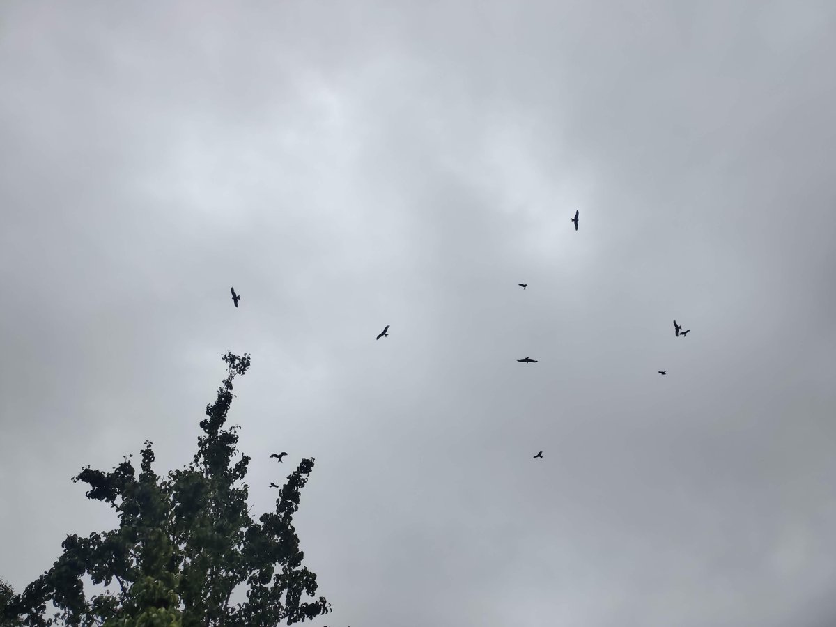 Once again a Red Kite decides to swoop down into my back garden and attack the cat. Impressive they may be, but they are becoming a menace. I can hear and see them constantly. I live in a City - I should not be able to count 11 overhead! I don't see other birds any more..