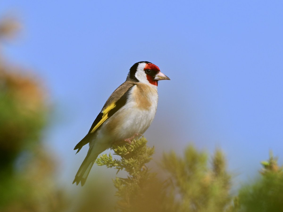 Sean (@nikonnaturepix) on Twitter photo A couple more from a quiet, hot, morning walk today <a href="/RSPBAireValley/">RSPB Fairburn Ings and RSPB St Aidan’s</a> #StAidans using #Nikon #Z50ii #Z52 and 180-600 lens #Goldfinch
@bbcspringwatch
@birdguides
@rspbengland
@natures_voice
#birdphotography #wildlifephotography #naturephotography A couple more from a quiet, hot, morning walk today <a href="/RSPBAireValley/">RSPB Fairburn Ings and RSPB St Aidan’s</a> #StAidans using #Nikon #Z50ii #Z52 and 180-600 lens #Goldfinch
@bbcspringwatch
@birdguides
@rspbengland
@natures_voice
#birdphotography #wildlifephotography #naturephotography