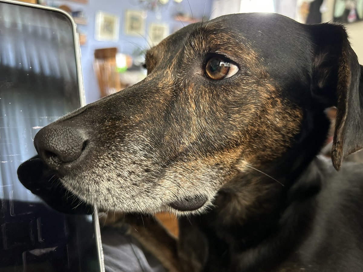 Doing a little shopping. Do you think 200 boxes of cookies is excessive? 🤔 📦🍪
#AskingForAFriend #Growingboy #SundayThoughts