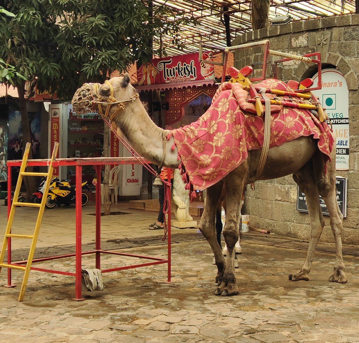 GitanjaliPillai's tweet photo. At Kinara Village Dhaba, Lonavala, Maharashtra, camels &amp; horses are used for rides under a “Rajasthan theme.” The camel’s mouth was netted shut &amp; it was tied with a short rope, barely able to move. Culture is no excuse for cruelty. 
@PetaIndia @FIAPOIndia @IDA_India @AnimalsIndia https://t.co/ZIEmiqIQRH