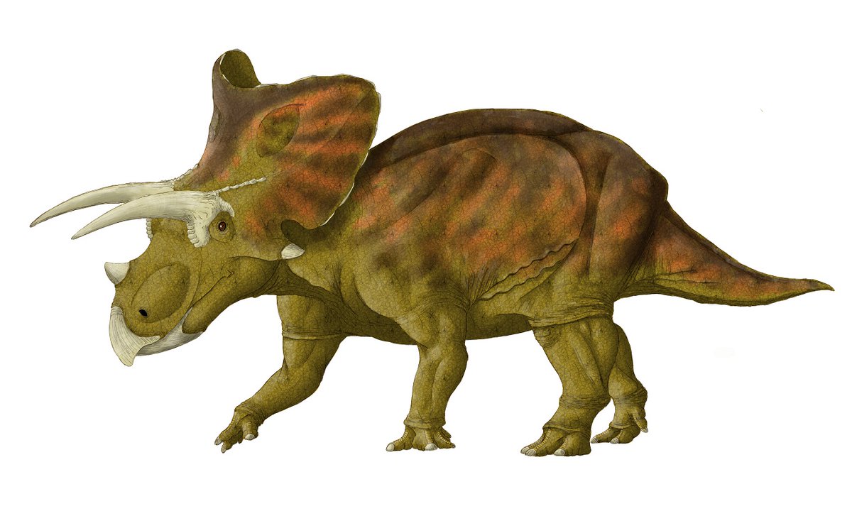 kta92751434's tweet photo. #角竜の人気を押し上げようキャンペーン
#Machairoceratops
#Sierraceratops
#Wendiceratops
#Eotriceratops
マイナー角竜総進撃 https://t.co/jxWndYABU6