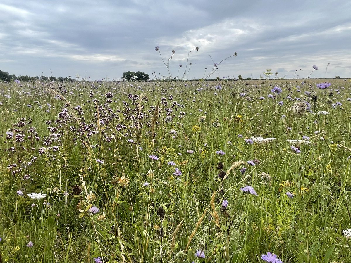 Silage fields, hay meadows, grazing fields, wet grassland, modern day hybrids 
and then there is chalk grassland!

Unbeatable, but I might be biased!!