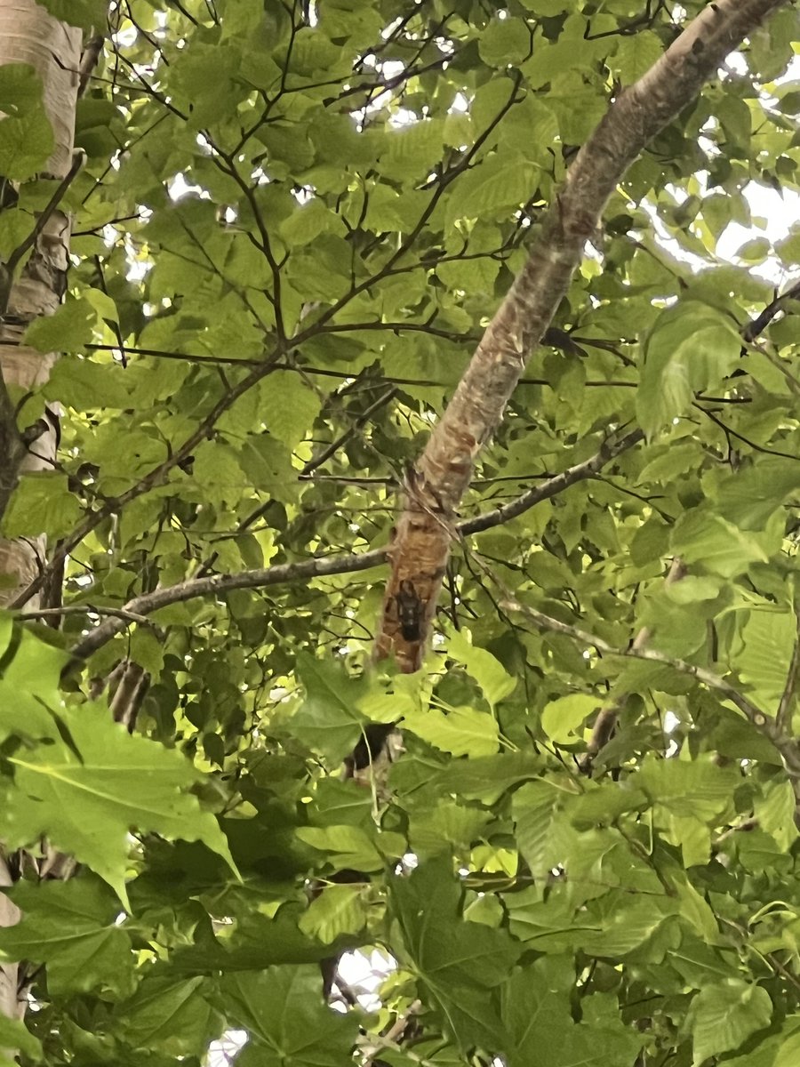少し大きいヒメ👍🏻✨