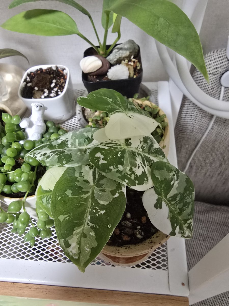 무프덱의 근황...한번에 날 수 있는 잎이 5개로 알고있었는데 ??? 심지어 하나 더 올라오고있음