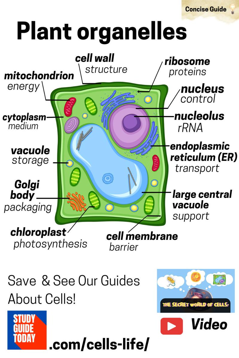 StudyGuideToday's tweet photo. Unlock the mystery of the cell! 🌟 Learn about the powerhouse mitochondria and more in our blog. Perfect for students and curious minds! 🧠 https://t.co/wyGqbfcU7t... #ScienceExplained #Biology101 #CellDiagram #STEMLearning #StudyGuideToday https://t.co/BehVNRrGhK