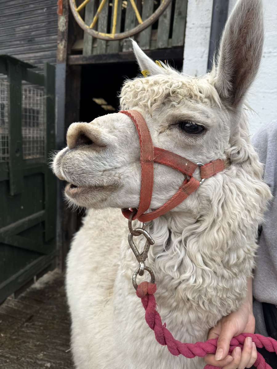 Farmily_buckets's tweet photo. It’s hot at the farm but Al has been keeping cool this week with his new haircut. 

Shearing our sheep and of course Al really helps with their overall health. And  it’s been a full week of short hair for Al now. 

#caenhillcc #atthefarm #farmteam #althealpaca #animalcare https://t.co/eJRHqWFSnD