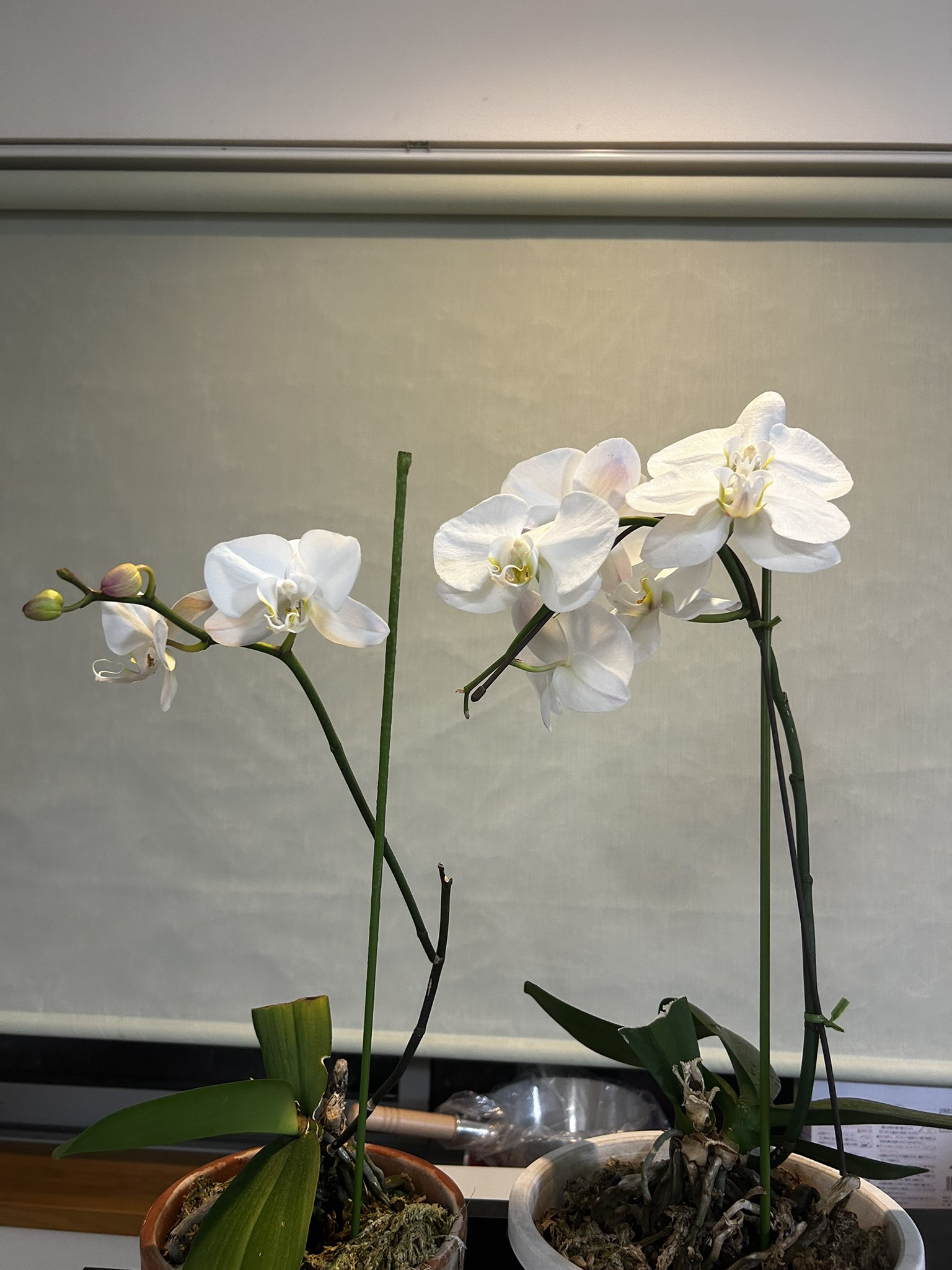 アレンバック リトグラフ 花咲く庭の片隅 14/200 アレンバック リトグラフ 花咲く庭の片隅 14/200 - メルカリ