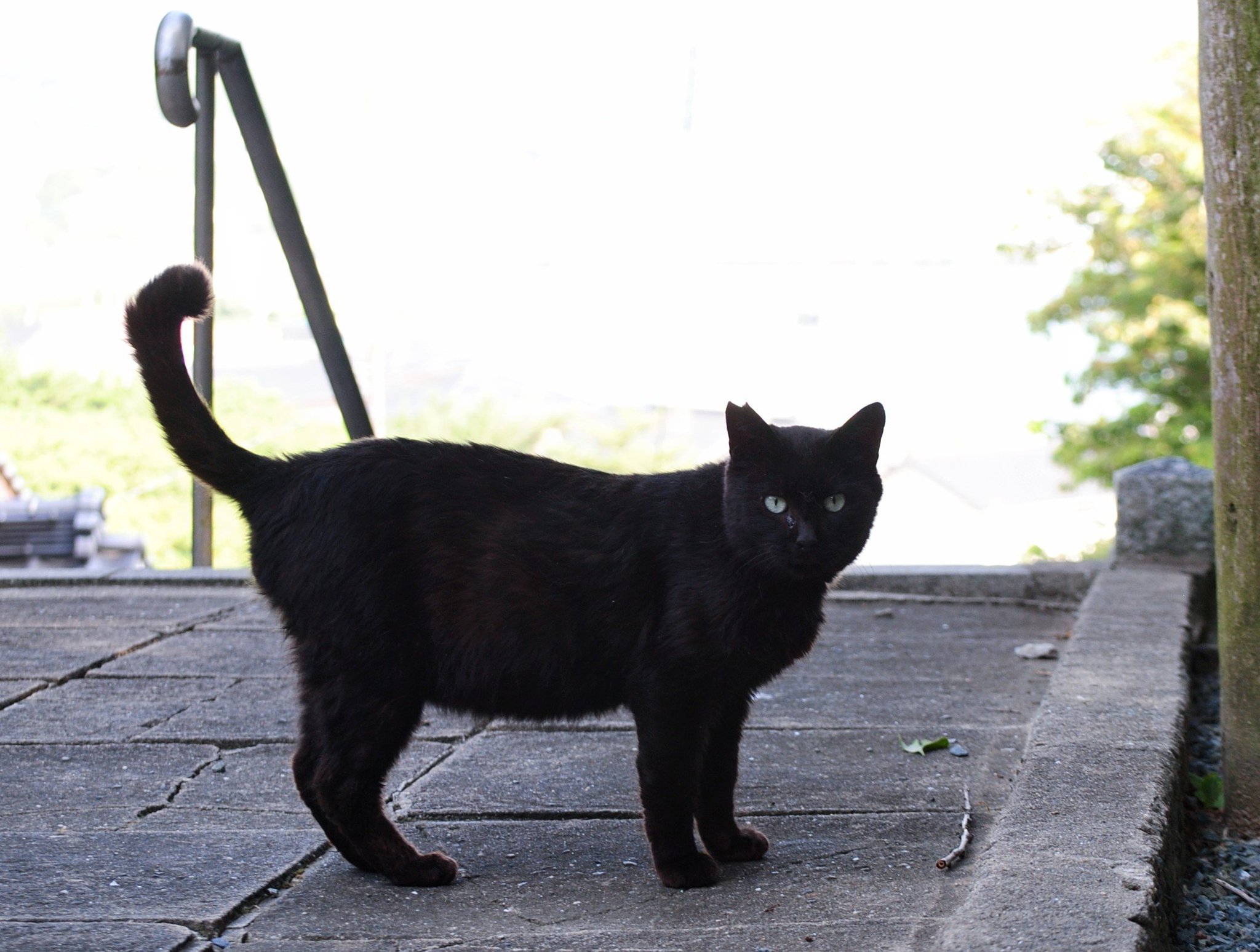 黒猫 黒猫トニー on X: 