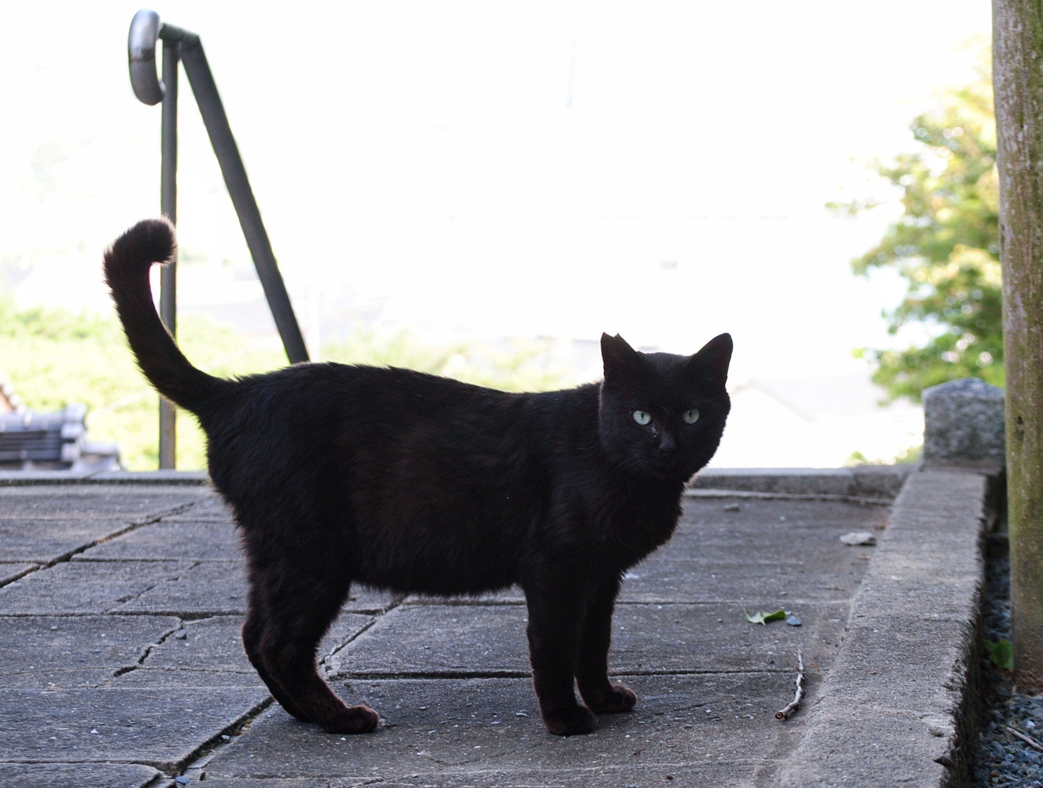 黒猫同盟🐾🐈‍⬛🐾 on X: 