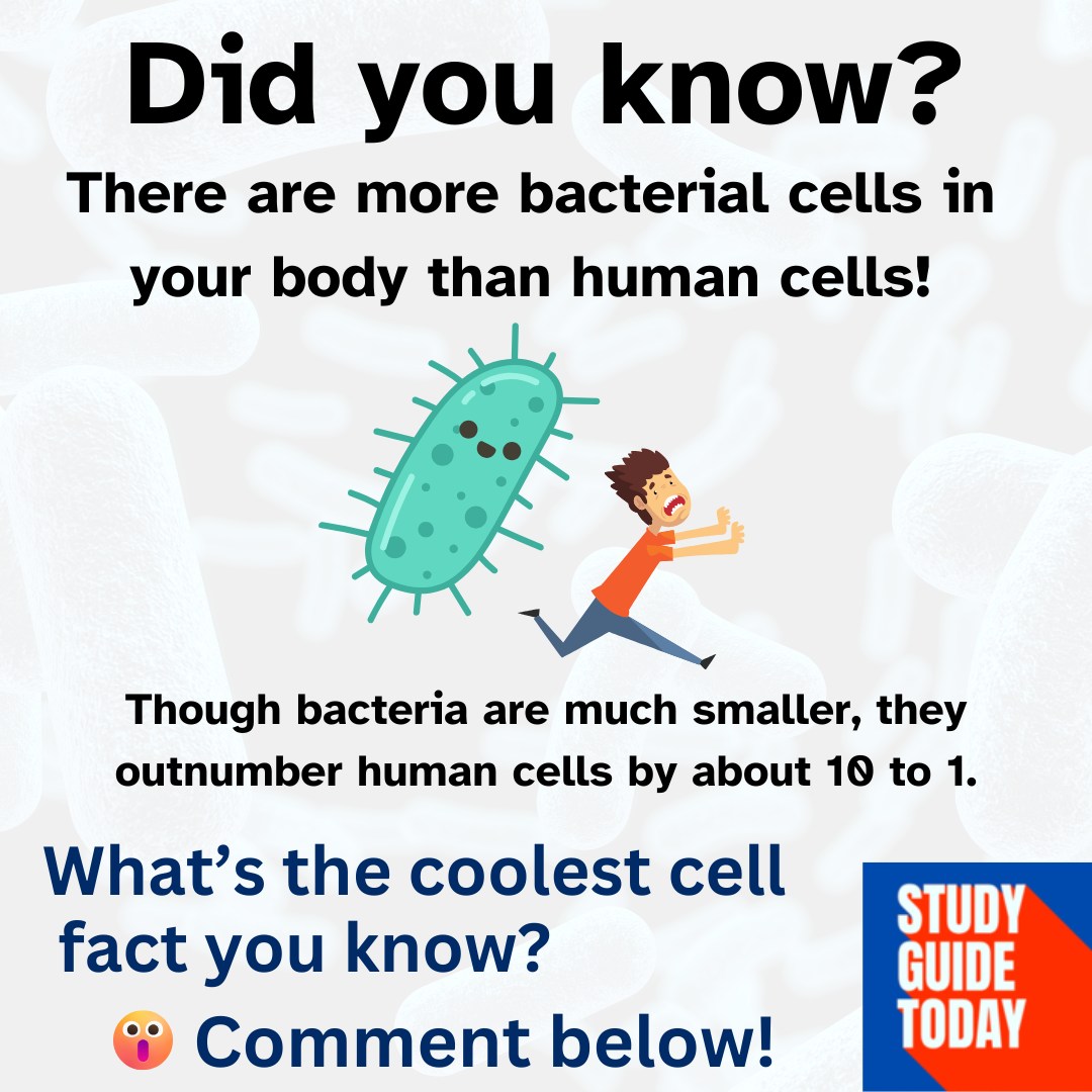 StudyGuideToday's tweet photo. Fun fact: There are trillions of cells in your body! 📷 Dive into the amazing world of cells and their functions on our blog. 📷 https://t.co/C1M2PDM9NI
 #FunFacts #ScienceForEveryone #DidYouKnow #StudyTips #StudyGuideToday https://t.co/yTWLSW9gMj