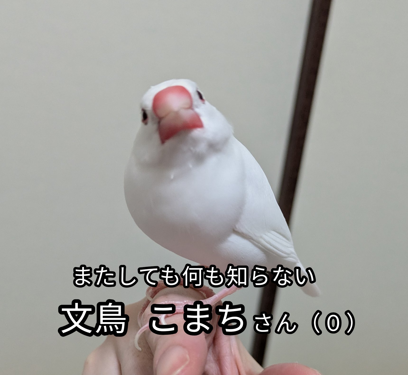 白い小鳥です 白文鳥のこまち on X: 