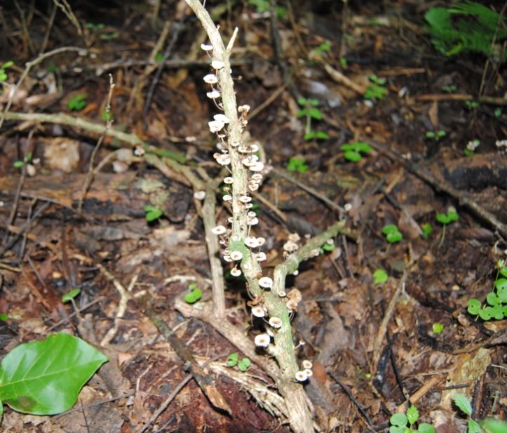La NATURA en su HÁBITAT 
Época de HONGOS que desde hace años conforman el Reino FUNGI.
En el Bosque Seco Tropical están siempre presentes sobre todo en la Estación Lluviosa descomponiendo materia muerta y enriqueciendo suelos y al Bosque en general.
¡Buen Domingo para TODOS!