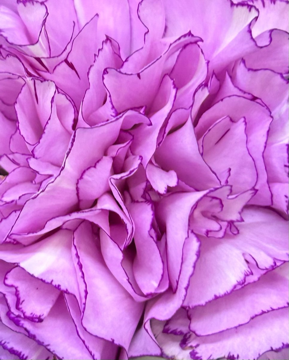 Tantan8325's tweet image. Petals whisper gently,
She dances in air,
Her dress quietly smiles
with gentle care.
Its scent, in silence,
softly reveals:
"Memories still bloom,
where love resides."
May gentle dreams
cradle the one I adore—
Tenderly,
sweetly.
— Tantan
〜Never forget you〜
Carnation