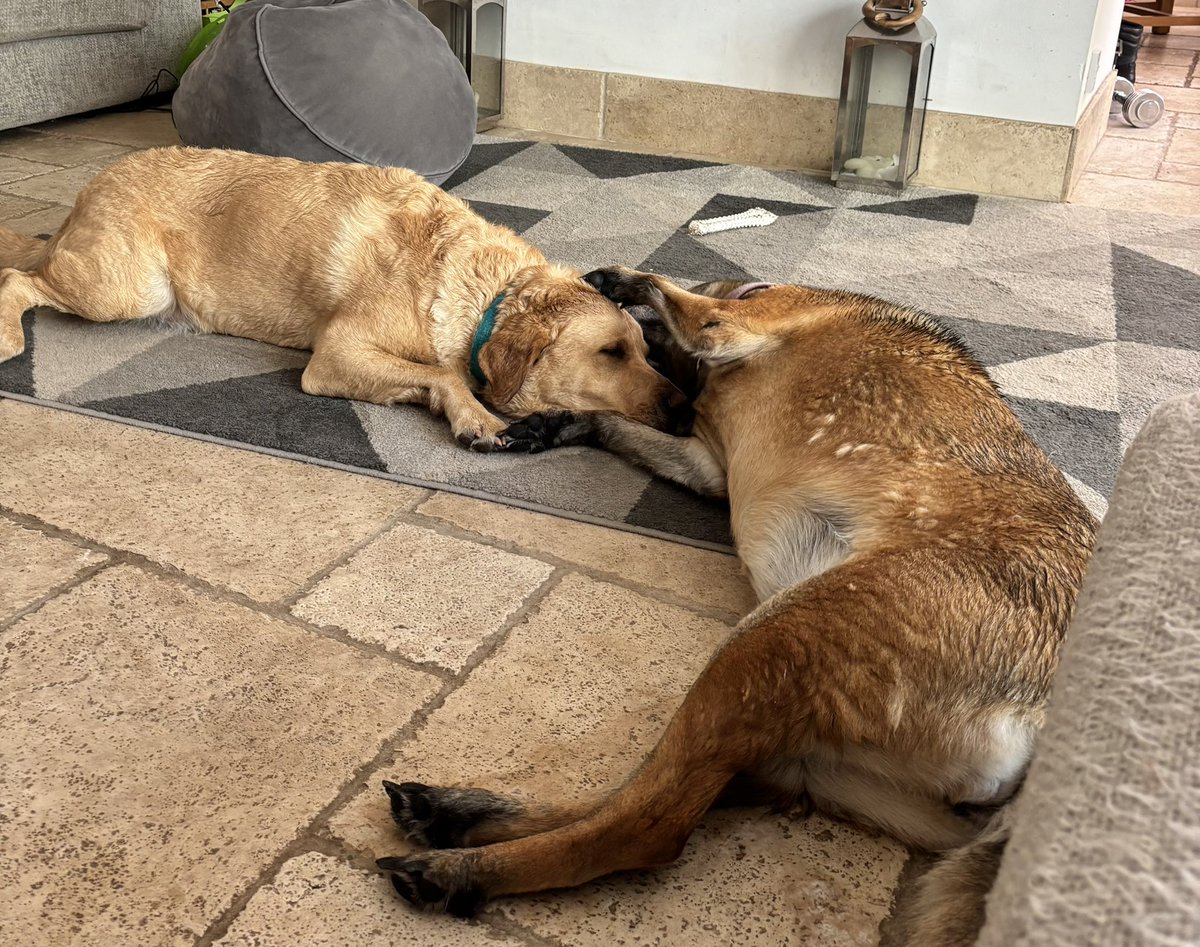 RPDSnap's tweet image. We’ve both had a soak but I think Bud needs a snappy bath 👅