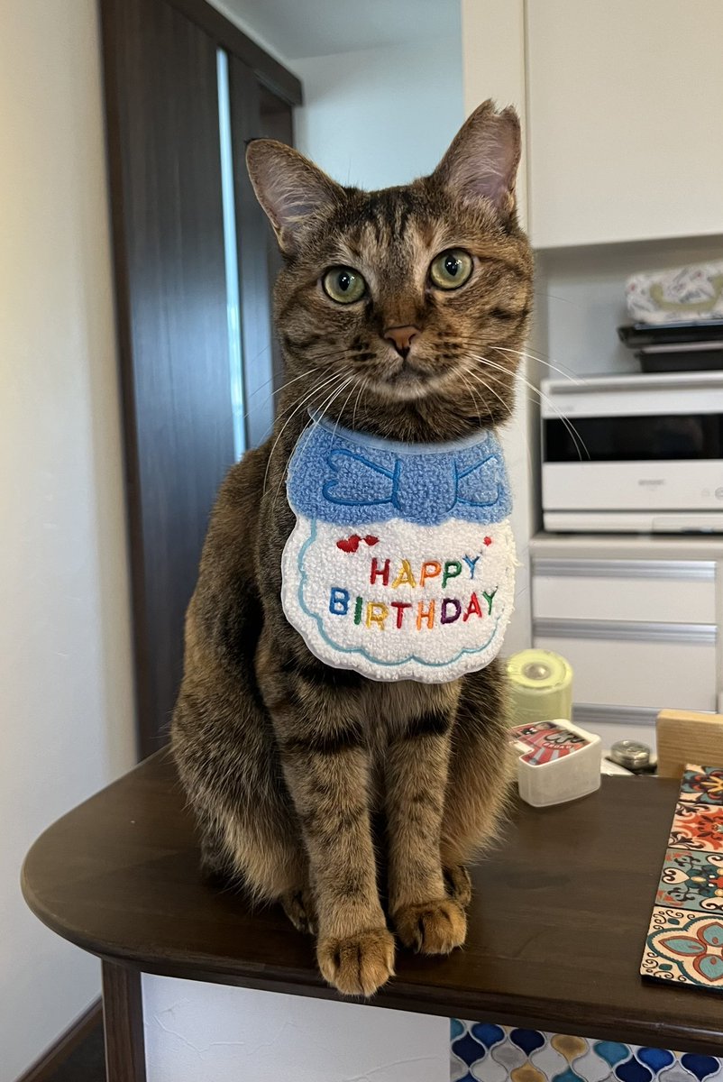 hysmaki's tweet image. 3歳になりました✨
今日も可愛いココさん✨
#キジトラ風サビ
#ネコズ
#毎日が猫カフェ