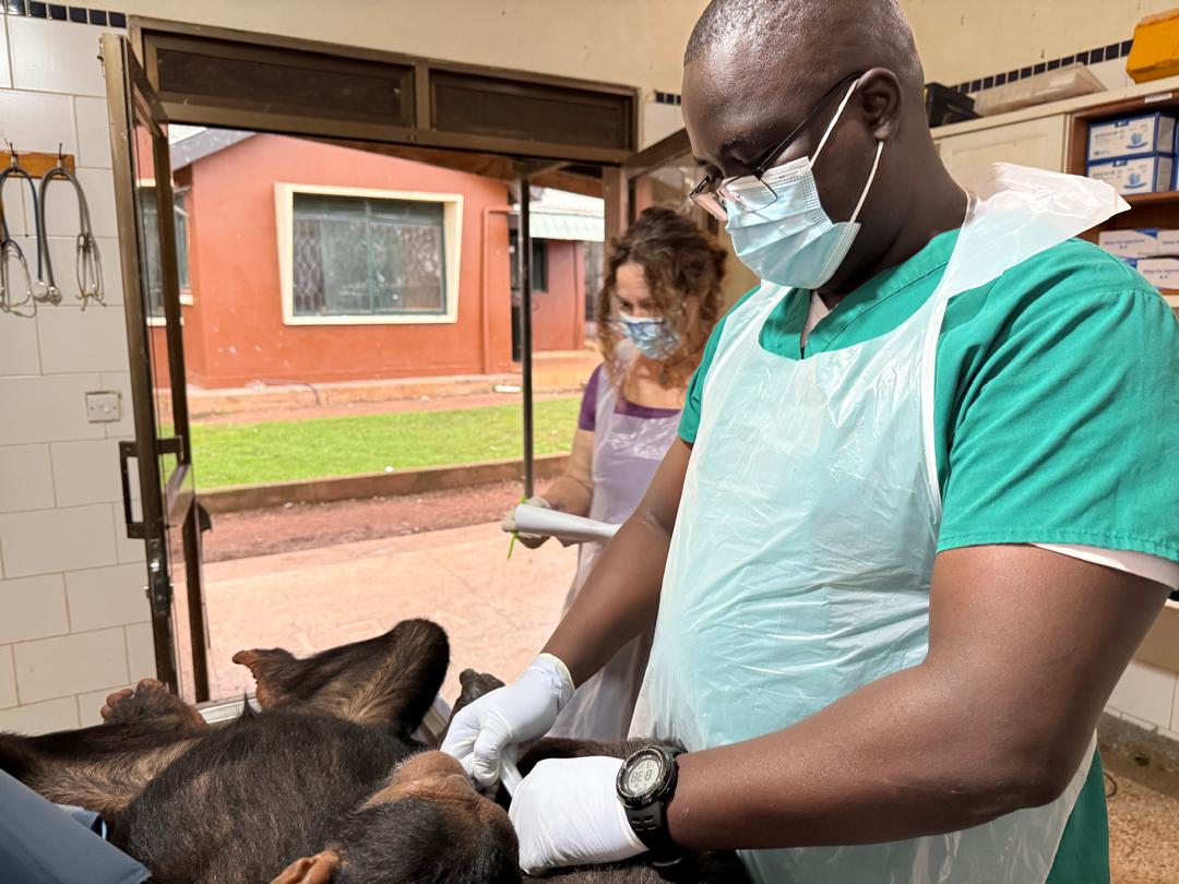 UBC UGANDA (@ubctvuganda) on Twitter photo PICTORIAL: As Uganda marks World Chimpanzee Day 2025 tomorrow, Ngamba Island Sanctuary celebrates caring for 54 rescued chimps. Under the theme “Celebrating Progress, Securing the Future,” Dr. Rukundo leads vets & researchers in annual health checks.
📸<a href="/KagugubeSulah/">sulah kagugube</a> PICTORIAL: As Uganda marks World Chimpanzee Day 2025 tomorrow, Ngamba Island Sanctuary celebrates caring for 54 rescued chimps. Under the theme “Celebrating Progress, Securing the Future,” Dr. Rukundo leads vets & researchers in annual health checks.
📸<a href="/KagugubeSulah/">sulah kagugube</a>