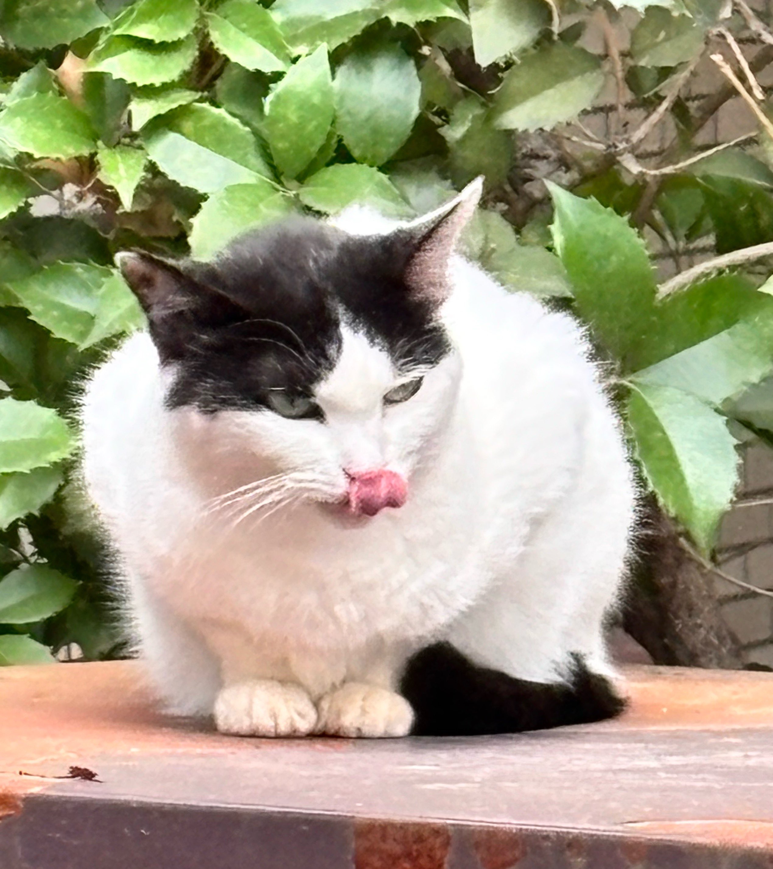 ジブリ - sayu❤️ Amazon | エンスカイ(ENSKY) となりのトトロ おはじきトトロ