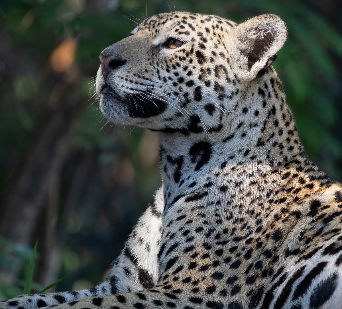 Difícil decisión… pero creo que el jaguar es mi felino favorito 😍

Tienen algo especial