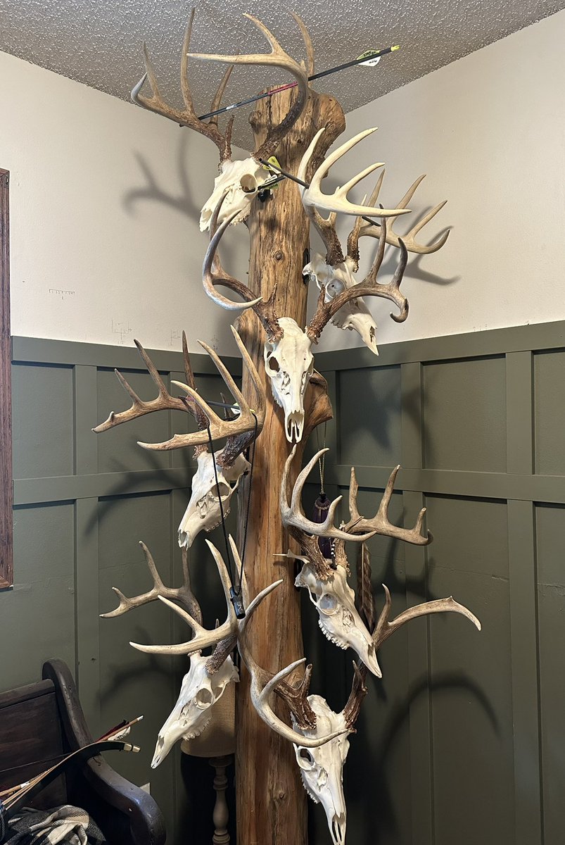 This tree represents the last three years on two leases. The deer have been provided the supplement 710 Deer Mineral for the past 5 years.

Proven nutrition, proven <a href="/BearArchery/">Bear Archery</a> products and Sik broadheads has come full circle.

Before long, this will be in my office!