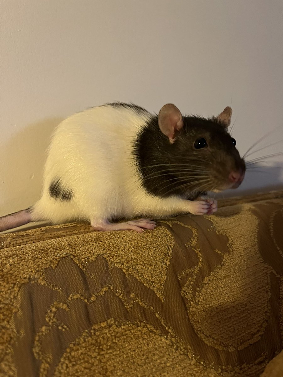 Тут 3 тисячі до 10К. Закиньте донат на генератор, будь ласка