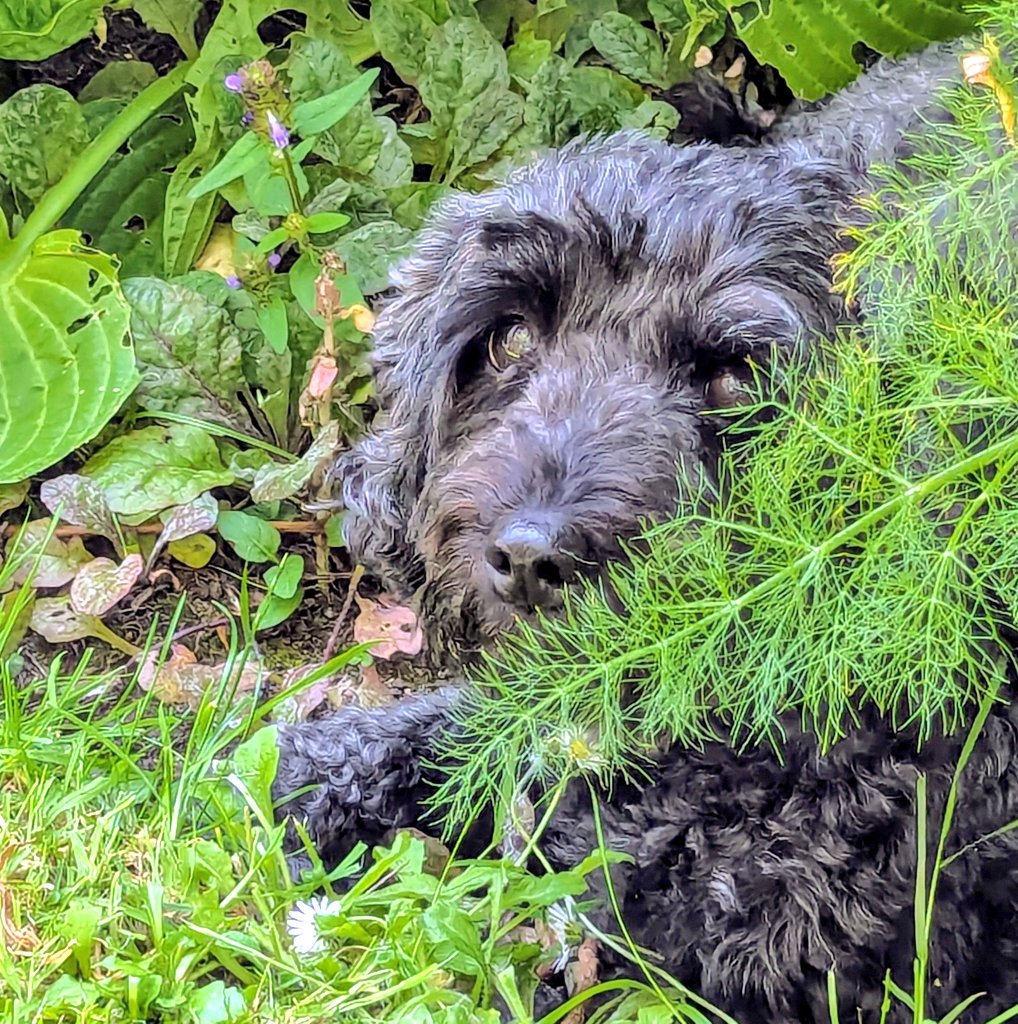 The garden thermometer is reading 30°c here with a humidity of 79% - in the Outer Hebrides, with barely a whisper of wind!  That's almost equivalent to the Amazon Rainforest.  The cat is sunning himself on the decking, and the dog is sheltering under the fennel.