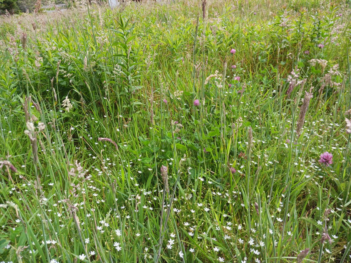 ImagesCoast's tweet image. "As you can see there is almost no insects."
I remember this field was alive and jumping with several kinds of grasshoppers and insects but look at it now.
Nova Scotia, Canada July 06 2025 #noinsects #sixthextinction #chemtrails #Aluminum