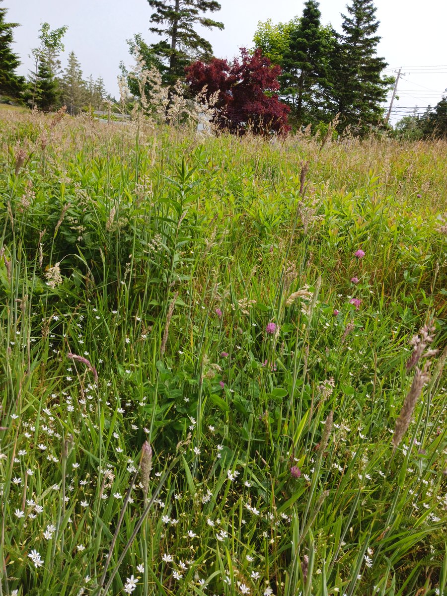 ImagesCoast's tweet image. "As you can see there is almost no insects."
I remember this field was alive and jumping with several kinds of grasshoppers and insects but look at it now.
Nova Scotia, Canada July 06 2025 #noinsects #sixthextinction #chemtrails #Aluminum